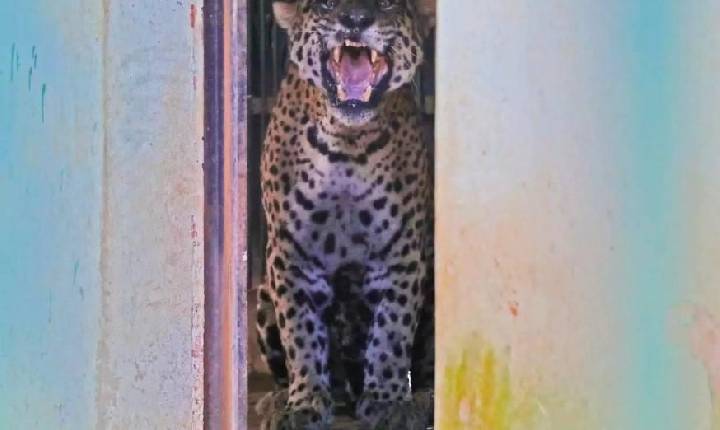 Fragmentos de ossos e fios de cabelo são encontrados nas fezes da onça que atacou caseiro