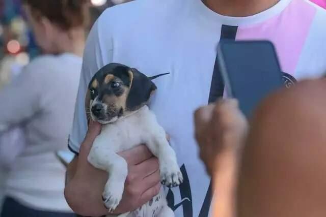 Caravana que prevê realizar 20 mil castrações de cães e gatos em cidades do oeste de MS