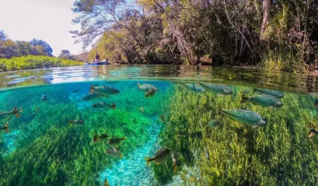 Fórum vai reunir empresários e políticos para debater sustentabilidade em Bonito