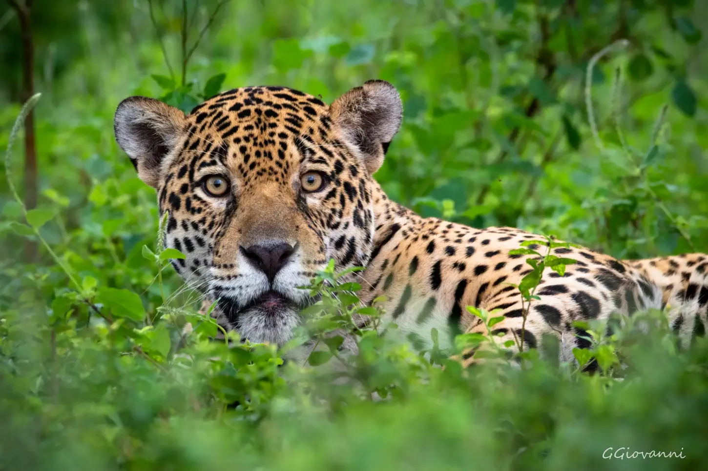 Risco de extinção já atinge mais de 60 espécies da fauna sul-mato-grossense